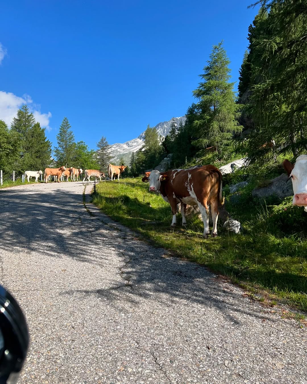 Kühe auf dem Weg zur Goldgräberhütte